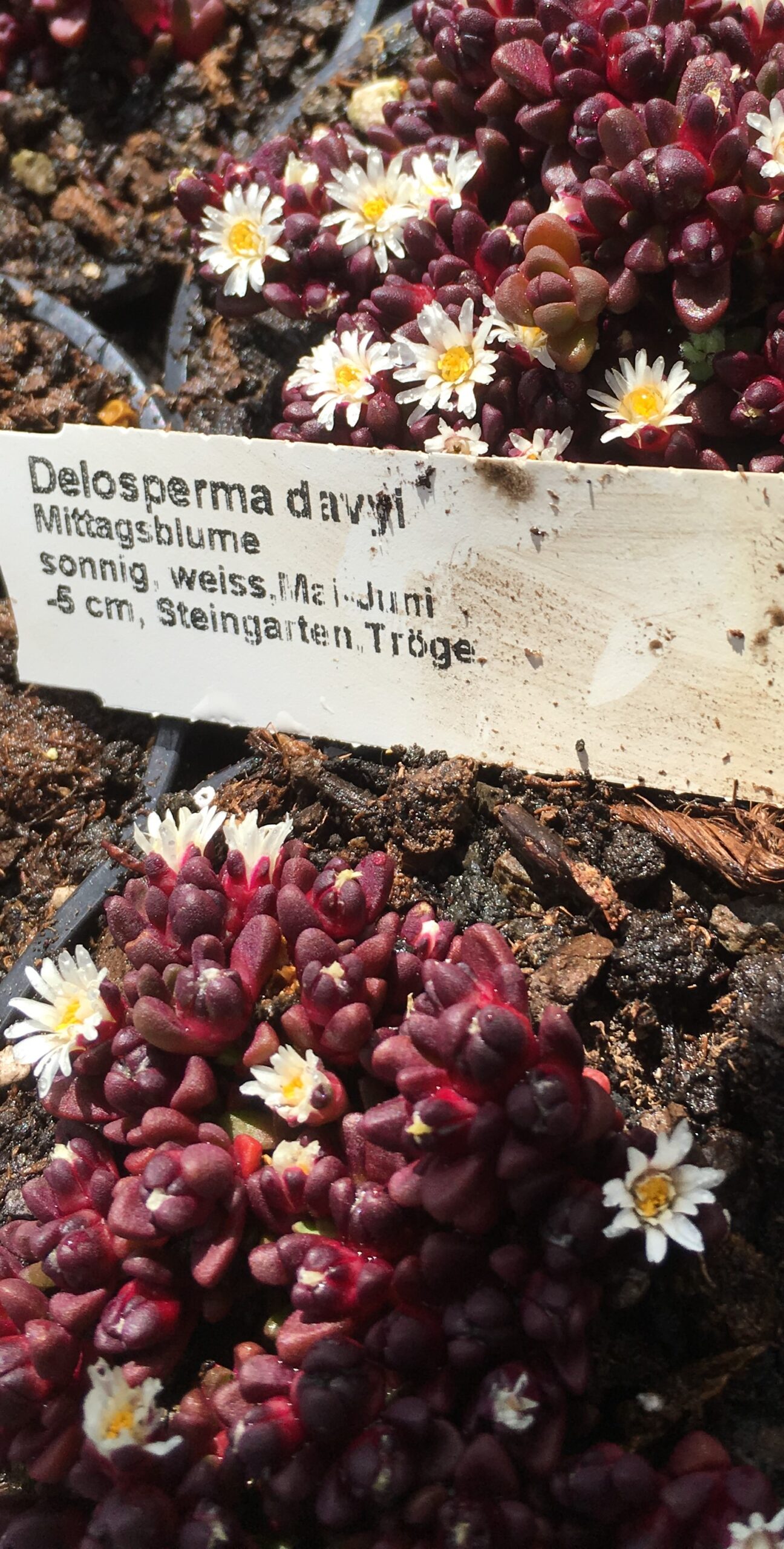 Delosperma davyi Mittagsblume 9cm Topf